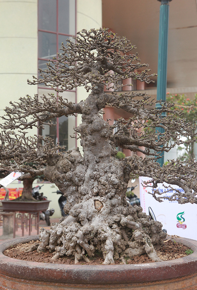 Ở Việt Nam cây đẹp như thế này chỉ có 2 -3 cây, nên mua được cây là một điều may mắn. Giá mua cây cách đây 3 năm là 1 tỷ đồng, anh Điệp thông tin. Sau khi sở hữu cây quý, anh Điệp tìm chậu đặt cây sao cho xứng tầm. Anh phải bỏ ra 90 triệu đồng để mua một thống cổ (chậu) có xuất xứ từ Trung Quốc của một đại gia chơi đồ cổ ở Hà Nội.