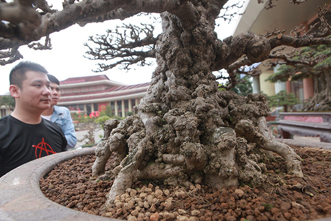 Cây mai hội tụ đủ 3 yếu tố cổ - kỳ - mỹ. Vì vậy, nhiều người yêu cây khi thăm quan tỏ ra mê mẩn, thích thú. Tay cành hoàn chỉnh, phân chia hợp lý từ gốc lên đến ngọn.