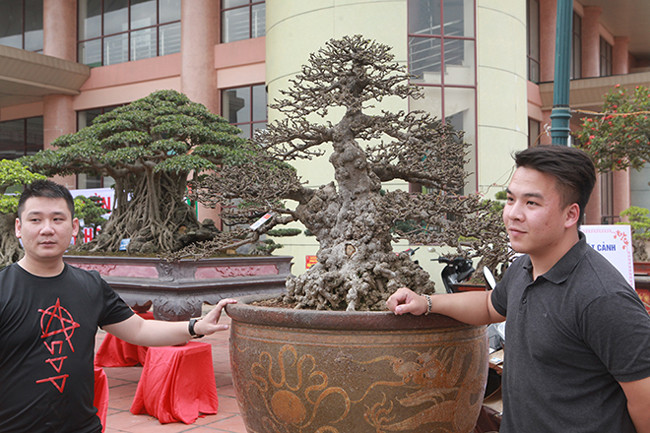 Anh Điệp cho biết, mai chiếu thủy biểu trưng cho sự bền vững và ổn định của gia chủ và là loại cây cảnh “trấn yểm tài lộc cho gia chủ".