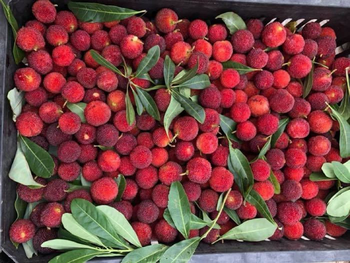 Giai nhiet voi qua thanh mai Trung Quoc: Coi chung nuot doi vao bung-Hinh-2