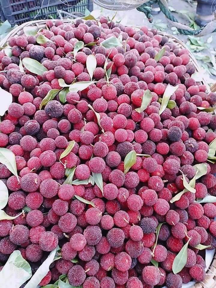 Giai nhiet voi qua thanh mai Trung Quoc: Coi chung nuot doi vao bung