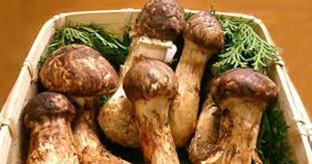 Mua an chay bang hoang voi nhung cay nam gia khoang 5 chi vang/kg