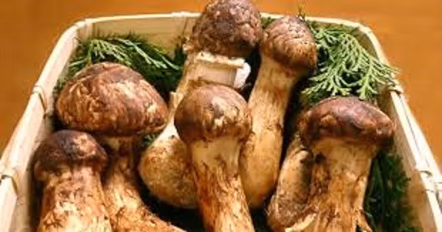 Mua an chay bang hoang voi nhung cay nam gia khoang 5 chi vang/kg