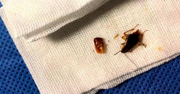 Kinh hoang nguoi dan ong bi ca chuc con gian lam to trong tai