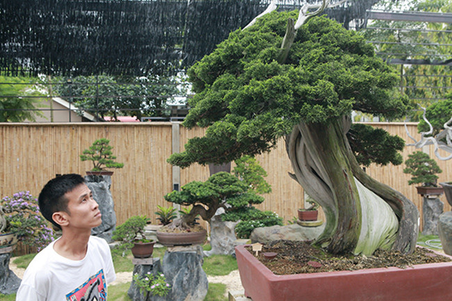 Sau khi mua cây, để đảm bảo cây sống tốt ở môi trường, khí hậu Việt Nam, các nghệ nhân người Nhật phải sang Việt Nam trực tiếp trồng và hướng dẫn kỹ thuật chăm sóc cây cho người Việt, anh Phong cho biết thêm. Vị đại gia chia sẻ, những nghệ nhân cây cảnh người Nhật Bản nổi tiếng trên khắp thế giới, họ rất tỉ mỉ, sáng tạo, cẩn thận và rất giữ uy tín trong làm ăn. Họ bán cây cho mình nhưng họ vẫn sang thường xuyên để xem cây phát triển như thế nào.