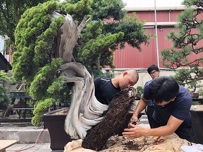 Tuyệt phẩm duyên tùng 700 năm tuổi sinh trưởng rất tốt nhờ sự hướng dẫn kỹ thuật của nghệ nhân Nhật Bản. Cây cao khoảng 1m, tán rộng khoảng 1,2m, đường kính gốc khoảng 20cm.