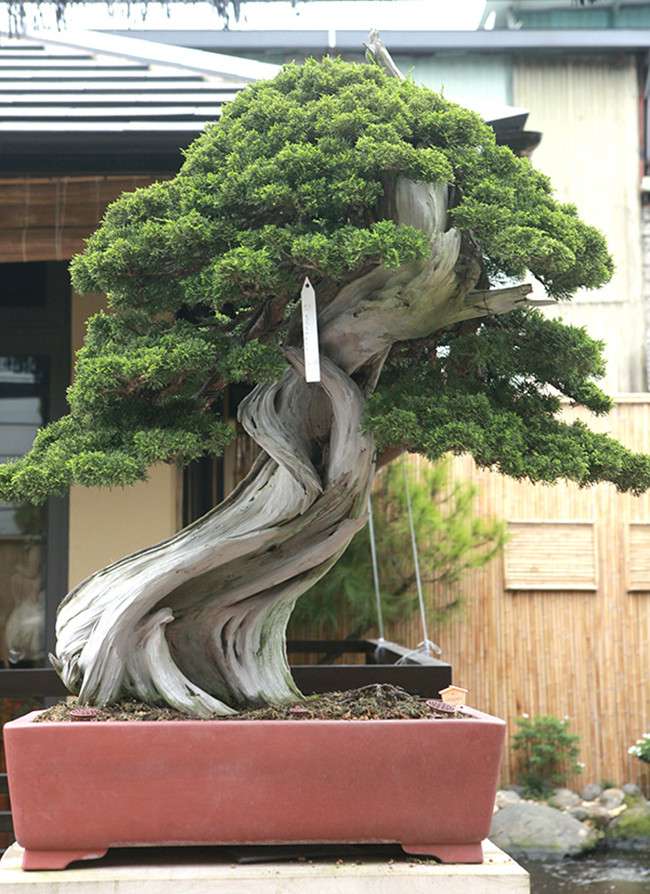 Cây có dáng trực huyền, theo anh Phong, người Nhật họ làm cây theo phong cách tự nhiên, hạn chế uốn nắn và đặc biệt dáng cây nào cũng như một người cúi đầu chào, thể hiện sự khiêm tốn và tôn trọng người đối diện. Toàn bộ phần gốc và thân cây đã hóa lũa, họ để một ít đường thân còn sống để nuôi tay, cành, bông tán