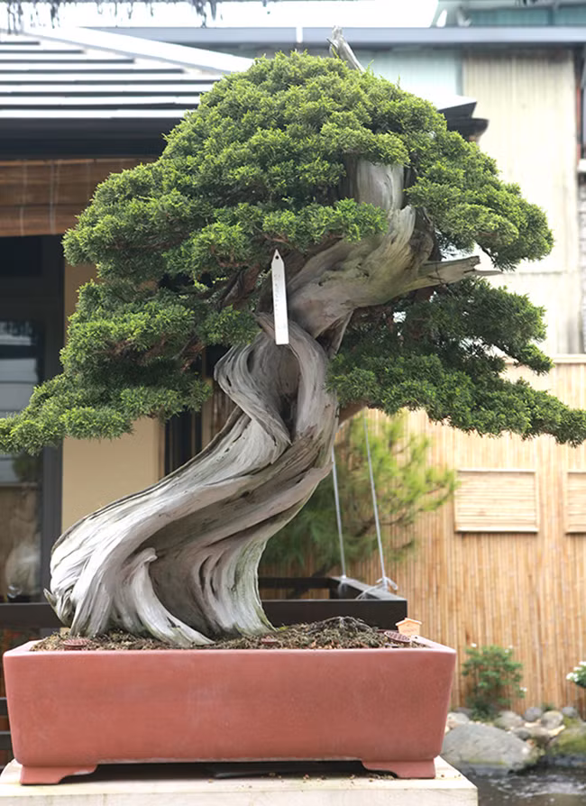 Cây có dáng trực huyền, theo anh Phong, người Nhật họ làm cây theo phong cách tự nhiên, hạn chế uốn nắn và đặc biệt dáng cây nào cũng như một người cúi đầu chào, thể hiện sự khiêm tốn và tôn trọng người đối diện. Toàn bộ phần gốc và thân cây đã hóa lũa, họ để một ít đường thân còn sống để nuôi tay, cành, bông tán