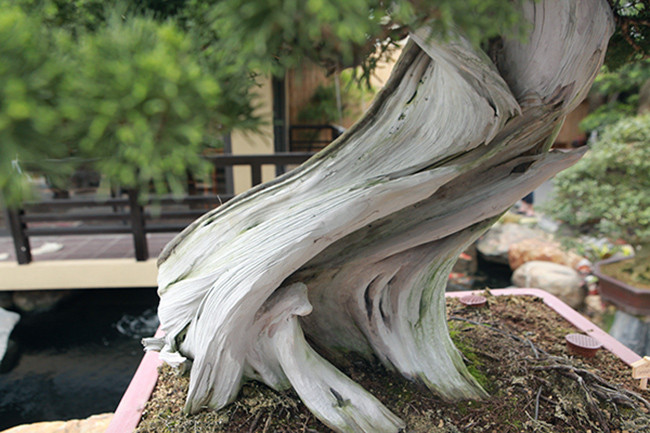 Anh Phong cho hay, người Nhật làm cây cảnh nghệ thuật kết hợp hài hòa giữa điêu khắc, hội họa và bonsai nên nhìn cây đẹp như một bức tranh thiên nhiên sinh động.