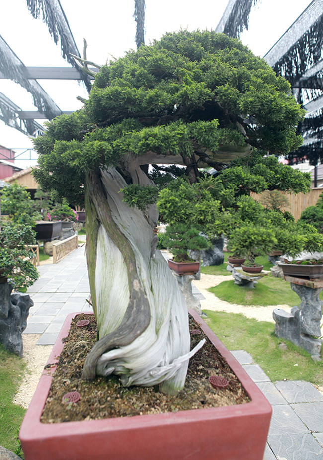 Chủ nhân của tác phẩm cũng chia sẻ, điều quan trong đầu tiên trong việc trồng bonsai là ánh nắng, thứ hai là nhiệt độ, thứ ba là nước và điều quan trọng nữa là phải yêu cây và kiên trì.