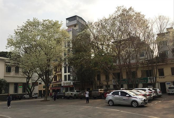 Kho bau lo thien tren pho Ha Noi: Nhung cay sua ngan ty