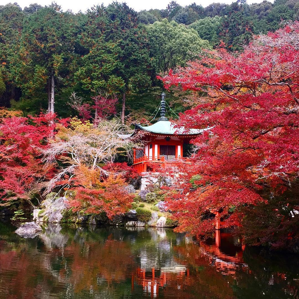 Một trong những cảnh được chụp ảnh nhiều nhất ở khu vực Hạ Daigo là hội trường Bentendo. Công trình nằm trên một hòn đảo nhỏ, bao quanh bởi hồ nước đẹp như tranh vẽ và những cây phong núi, bạch quả. Vào mùa thu, lá phong nhuộm đỏ cả một góc trời kết hợp với sắc đỏ son của đền Bentendo và cây cầu bắc qua ao nước khiến du khách tới đây không thể không trầm trồ. Ảnh: Aliceneko0618, yuriugaya.