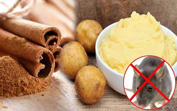 4 cach duoi chuot ra khoi nha hieu qua khong can dung thuoc