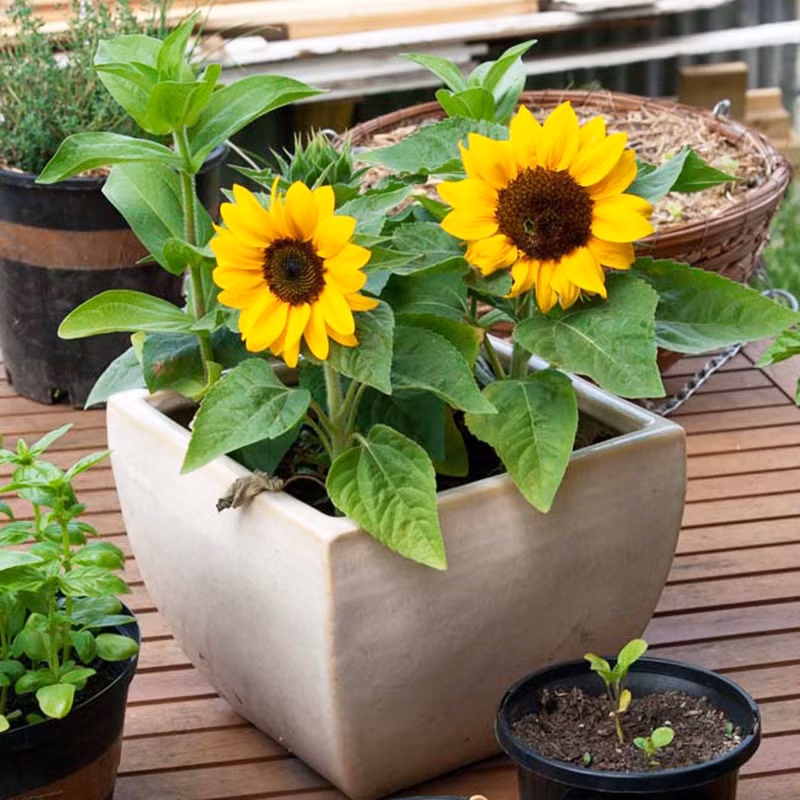 5 loai cay giai tru van den, keo tai loc ve cho gia dinh