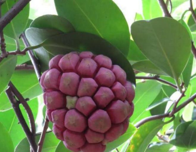 Na rung vua tot vua hiem, gia toi 600.000/kg-Hinh-2