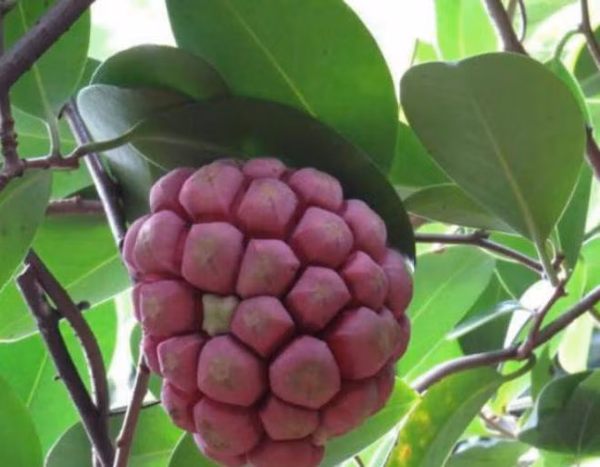 Na rung vua tot vua hiem, gia toi 600.000/kg-Hinh-2