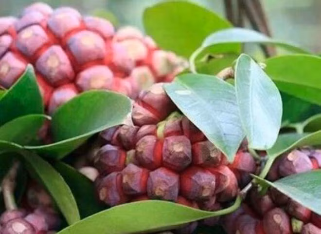 Na rung vua tot vua hiem, gia toi 600.000/kg