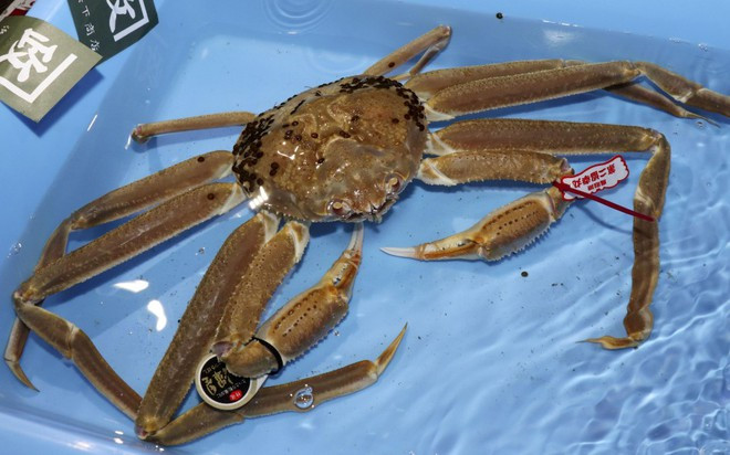 46.000 USD cho mot con cua tuyet o Nhat Ban