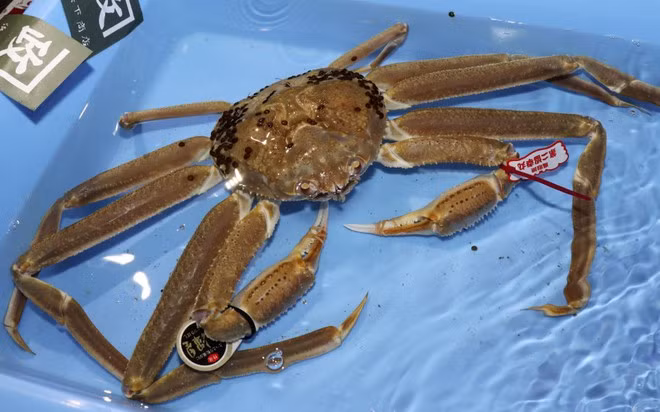 46.000 USD cho mot con cua tuyet o Nhat Ban