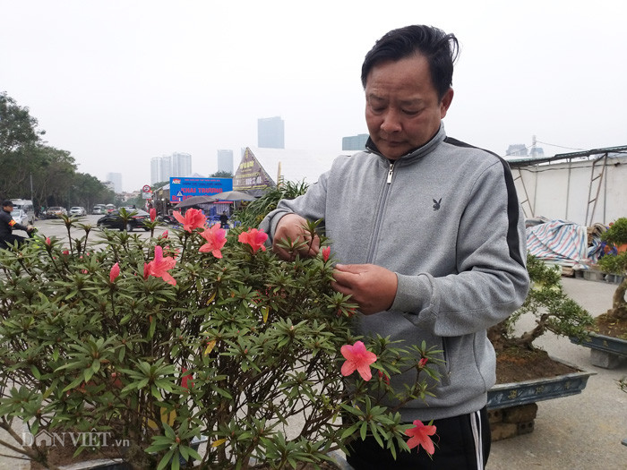 Ông Minh cho biết, một cây đỗ quyên có thể nở trong vòng 60 ngày, hoa rất bền nên khách mua về chưng, biếu Tết rất phù hợp.