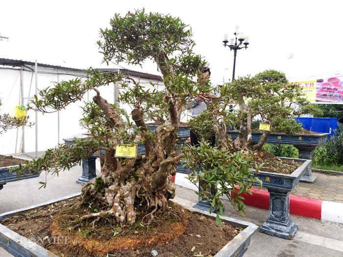 Các cây đỗ quyên bonsai của ông Minh đều có tuổi đời rất cao, có cây lên đến trên dưới 400 năm tuổi. "Theo kinh nghiệm chăm cây của tôi thì hoa đỗ quyên nở trước Tết 15 ngày và nở theo tầng từ trên ngọn xuống dưới gần gốc. Hoa nở đến đâu là lá rụng đến đó và khi lá đã rụng hết thì hoa cũng sẽ đến thời điểm tàn. Thời gian hoa tươi là 60 ngày nên rất phù hợp để khách chưng chơi Tết", ông Minh chia sẻ.