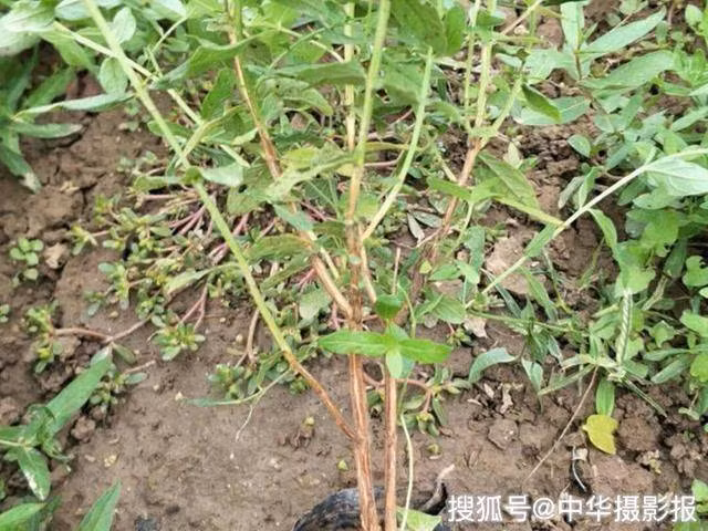 Co dai tuong vo gia tri hoa ra la mo vang 