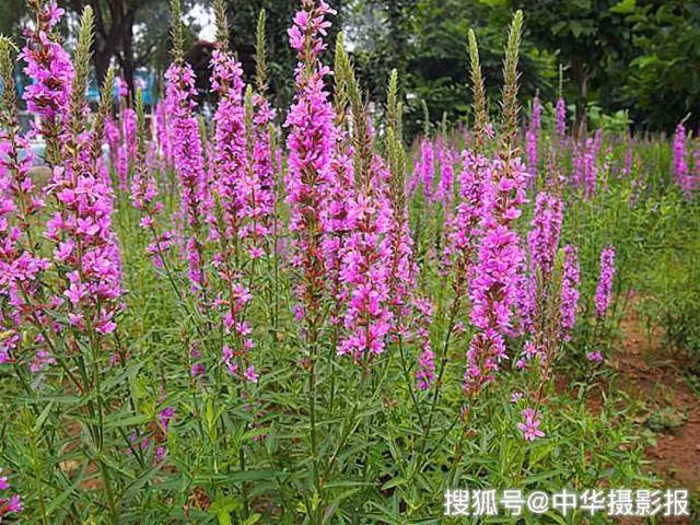 Co dai tuong vo gia tri hoa ra la mo vang 