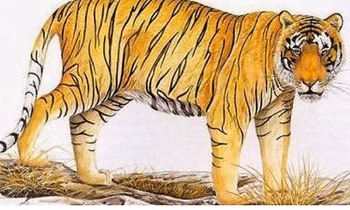 Đa phần người tuổi Dần thích hợp với việc kinh doanh, buôn bán. Khi làm kinh doanh, để tạo cảm giác tin tưởng cho người đối diện thì không nên quá gầy guộc, bởi quá gầy khiến bề ngoài của bạn trông thật khắc khổ.