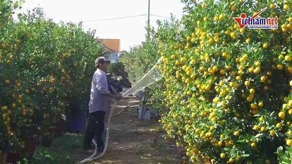 Mua Tet ruc vang, ca thon chia nhau tien ty-Hinh-2