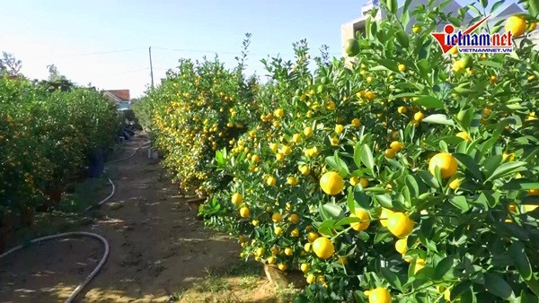 Mua Tet ruc vang, ca thon chia nhau tien ty