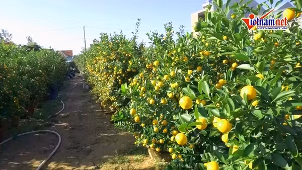 Mua Tet ruc vang, ca thon chia nhau tien ty