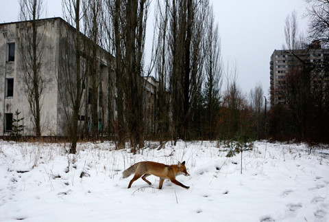 Ngoài nhà máy Chernobyl, khách du lịch đến Pripyat sẽ được tận mắt chứng kiến các loài vật hoang dã sinh trưởng khỏe mạnh ở vùng đất bị xa lánh trong nhiều thập kỷ. Nhiều động vật sinh sống khắp thành phố như ngựa Przewalski (loài ngựa hoang Mông Cổ), cáo, lợn rừng, chó sói... Ảnh: Shutterstock.