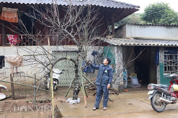 Tan diet... dao rung, con dau ban sac xuan Tay Bac?-Hinh-2