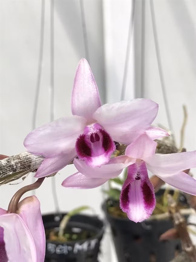 Rung rung di lung mua mam phong lan dot bien 7 ty