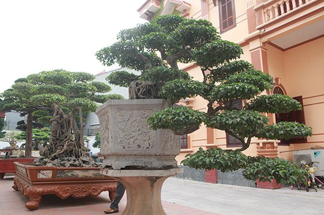 Nhìn tứ diện cây góc nào cũng đẹp, xứng đáng là một trong những cây sanh “thác đổ” đẹp nhất Việt Nam.