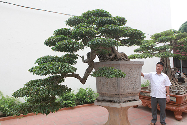 Cây không trồng trên đá nhưng nhìn rất “mạnh mẽ” bởi bộ rễ “khủng”, nhiều rễ đan xen vào nhau cắm xuống đất như những “móng rồng”.