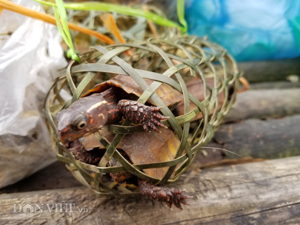 Man nhan la liet dac san doc la tu nui rung tren dinh Mau Son-Hinh-2