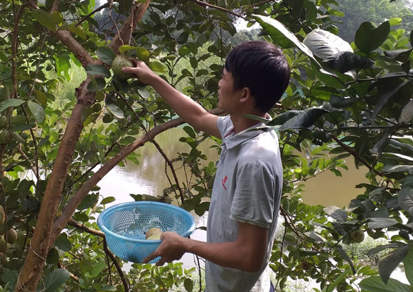 Nuoi con vat chi an la cay van lon deu deu, thu tien moi tay