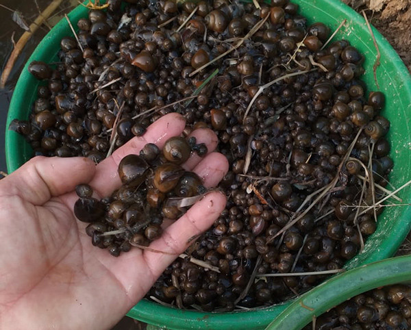 Nuoi con vat chi an la cay van lon deu deu, thu tien moi tay-Hinh-3