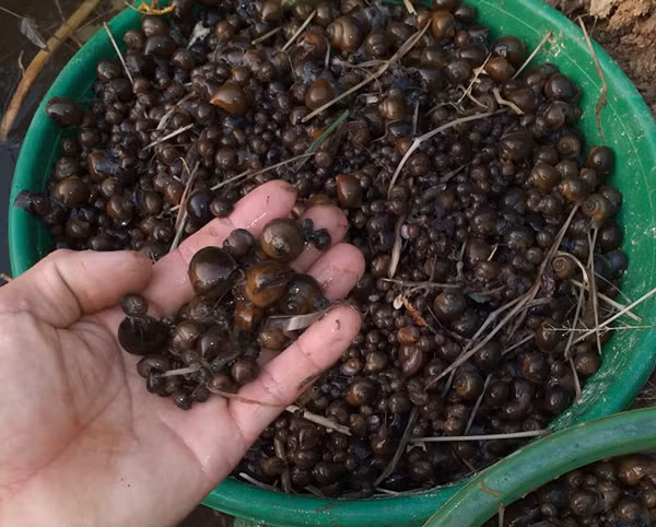 Nuoi con vat chi an la cay van lon deu deu, thu tien moi tay-Hinh-3