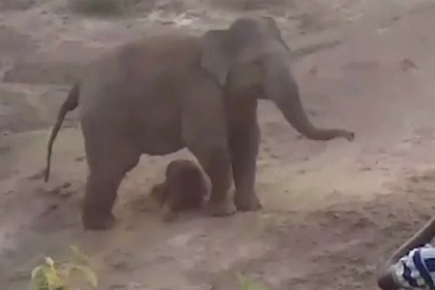 Voi mẹ mới sinh con non.