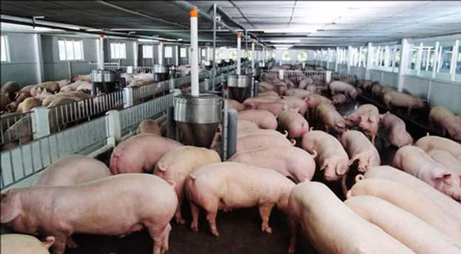 Noi buon ga re nhu rau, thit lon dat ky luc, biet roi noi mai-Hinh-2