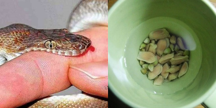 Hat chanh co the cuu song nguoi bi ran can chi trong vong 1 phut