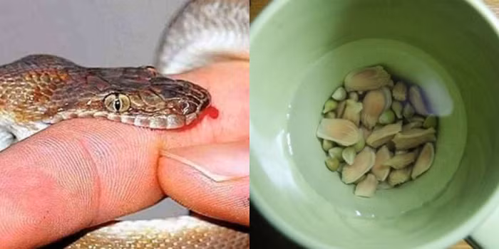 Hạt chanh có thể cứu sống người bị rắn cắn chỉ trong vòng 1 phút Hat chanh co the cuu song nguoi bi ran can chi trong vong 1 phut