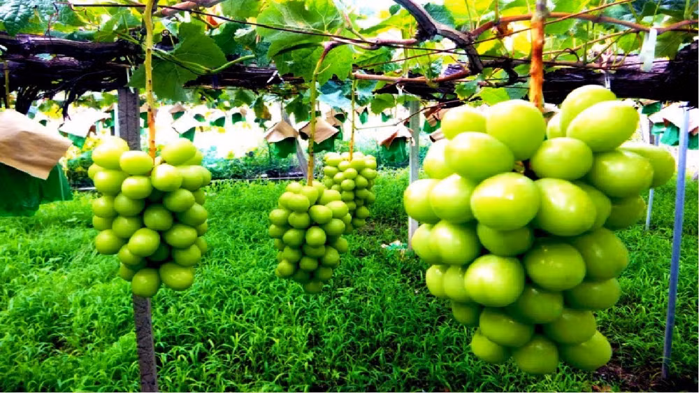 Sở dĩ chúng có giá đắt như vậy là bởi chất lượng tuyệt hảo và quy trình chăm sóc nghiêm ngặt. (Ảnh: Youtube)