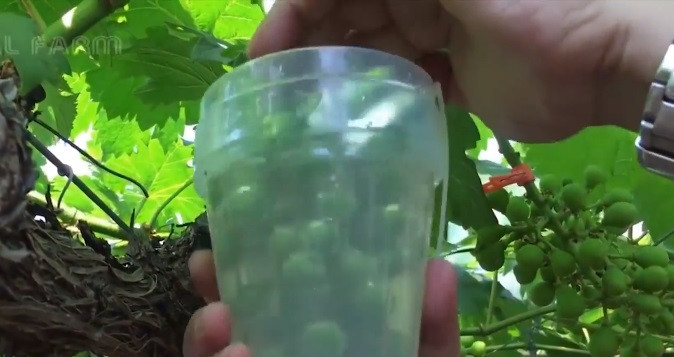 Gần đến ngày thu hoạch, nho sữa tiếp tục được ngâm nước khoáng. (Ảnh: Noal farm)