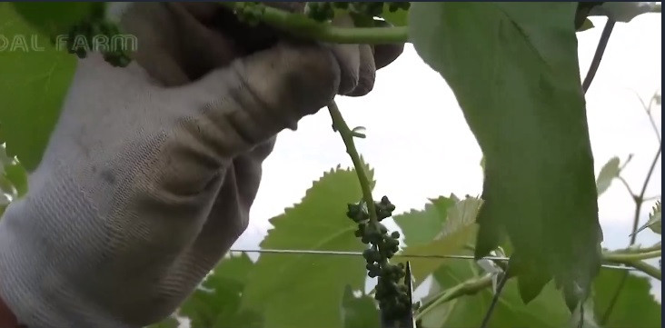 Việc tỉa chùm cũng giúp nho sữa có độ ngọt hoàn hảo. (Ảnh: Noal farm)