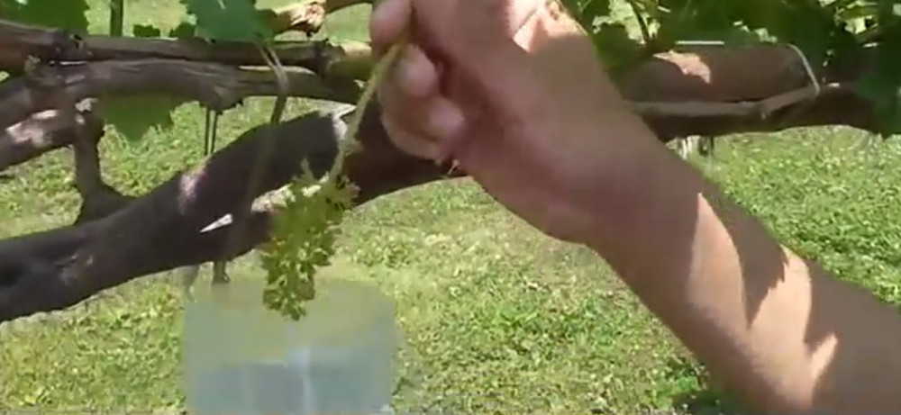 Chùm nho mầm 3 tháng tuổi sẽ được ngâm nước khoáng 2 lần trước khi chín, để nho sinh trưởng tốt và chống sâu bệnh. (Ảnh: Noal farm)