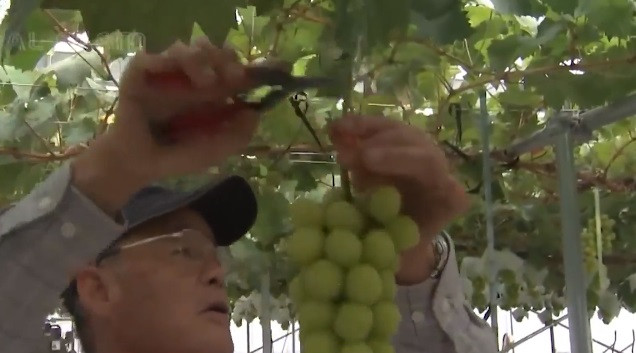 Từng chùm nho được hái thủ công cẩn thận nhằm tránh nho bị dập quả. (Ảnh: Noal farm)