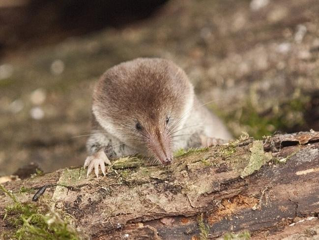 Nga su dung chuot trong chan doan benh lao chinh xac toi 95%